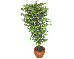 Ficus zel Starlight 1,75 cm   Van cicek , cicekci 