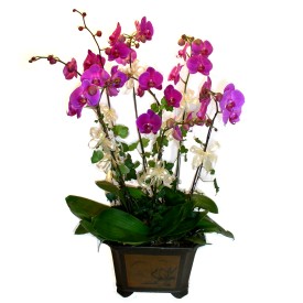  Van cicek , cicekci  4 adet orkide iegi