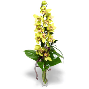  Van nternetten iek siparii  cam vazo ierisinde tek dal canli orkide