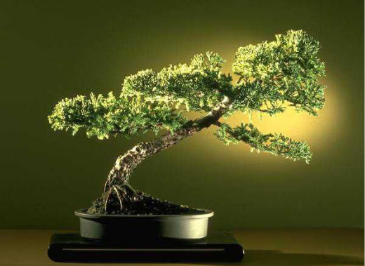 ithal bonsai saksi iegi  Van ieki maazas 