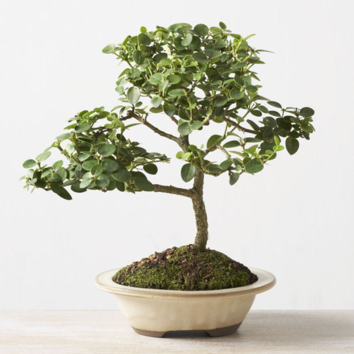 ithal bonsai saksi iegi  Van iek online iek siparii 