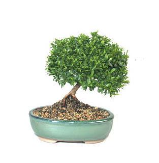 ithal bonsai saksi iegi  Van cicekciler , cicek siparisi 