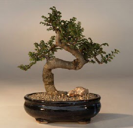 ithal bonsai saksi iegi  Van 14 ubat sevgililer gn iek 