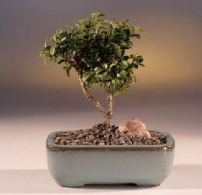  Van iek yolla  ithal bonsai saksi iegi  Van internetten iek sat 