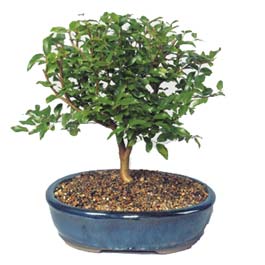  Van ieki maazas  ithal bonsai saksi iegi  Van online ieki , iek siparii 