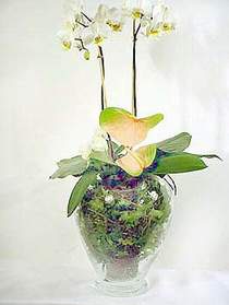  Van iek sat  Cam yada mika vazoda zel orkideler
