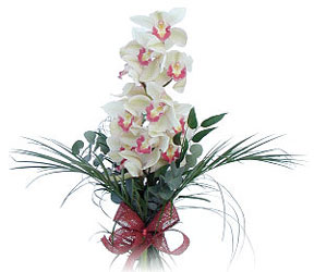  Van iek siparii sitesi  Dal orkide ithal iyi kalite