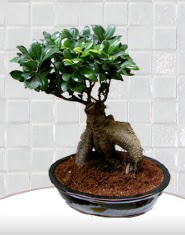 saks iei japon aac bonsai  Van kaliteli taze ve ucuz iekler 