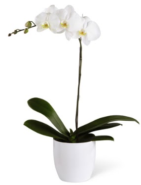 1 dall beyaz orkide  Van 14 ubat sevgililer gn iek 