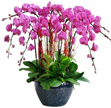 9 dallı mor orkide  Van 14 şubat sevgililer günü çiçek 