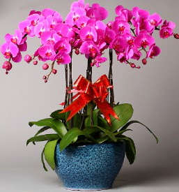7 dall mor orkide  Van iek online iek siparii 
