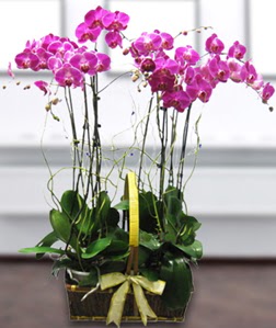 4 dall mor orkide  Van gvenli kaliteli hzl iek 