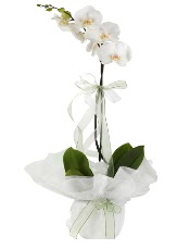 1 dal beyaz orkide iei  Van iek siparii vermek 