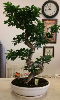 100 cm yüksekliğinde dev bonsai japon ağacı  Van İnternetten çiçek siparişi 