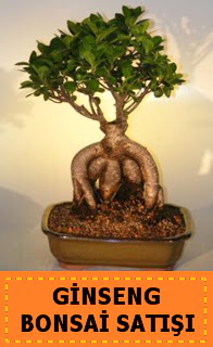 Ginseng bonsai sat japon aac  Van cicek , cicekci 