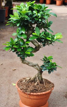 Orta boy bonsai saks bitkisi  Van internetten iek siparii 