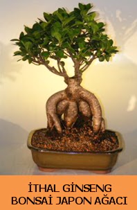 thal japon aac ginseng bonsai sat  Van nternetten iek siparii 
