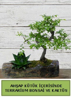 Ahap ktk bonsai kakts teraryum  Van internetten iek siparii 
