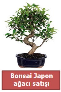 Japon aac bonsai sat  Van iek siparii sitesi 