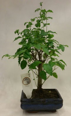 Minyatr bonsai japon aac sat  Van ieki telefonlar 