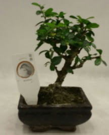 Kk minyatr bonsai japon aac  Van iek gnderme 