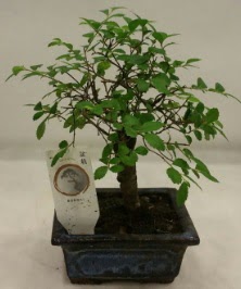 Minyatr ithal japon aac bonsai bitkisi  Van iek sat 