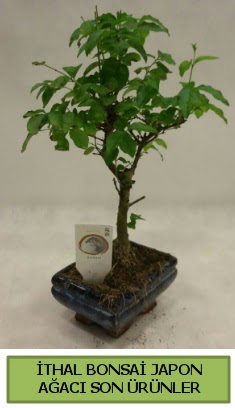 thal bonsai japon aac bitkisi  Van hediye sevgilime hediye iek 