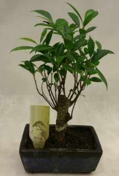 Japon aac bonsai bitkisi sat  Van ieki telefonlar 
