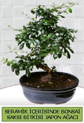 Seramik vazoda bonsai japon aac bitkisi  Van iek siparii sitesi 