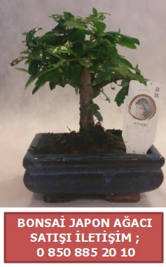 Japon aac minyar bonsai sat  Van iek sat 