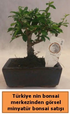 Japon aac bonsai sat ithal grsel  Van iek yolla 