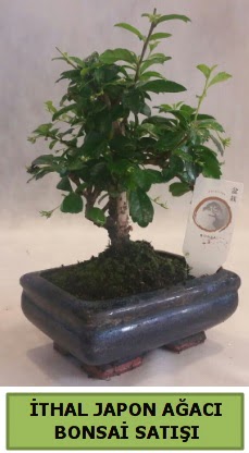 thal japon aac bonsai bitkisi sat  Van ieki telefonlar 