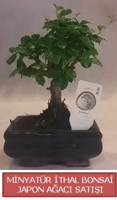 Kk grsel bonsai japon aac bitkisi  Van iek , ieki , iekilik 