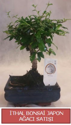 thal kk boy minyatr bonsai aa bitkisi  Van ieki telefonlar 
