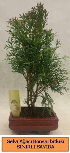 Selvi aac bonsai japon aac bitkisi  Van iek sat 