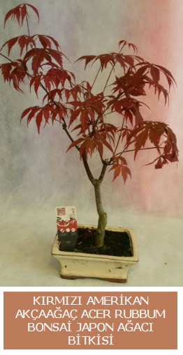 Amerikan akaaa Acer Rubrum bonsai  Van uluslararas iek gnderme 