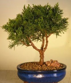 Servi am bonsai japon aac bitkisi  Van iek yolla 