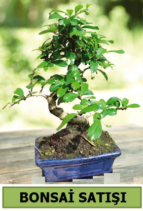 am bonsai japon aac sat  Van iek sat 