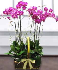 7 dall mor lila orkide  Van iek gnderme sitemiz gvenlidir 