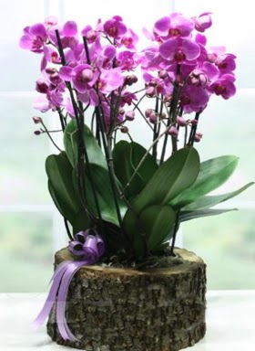 Ktk ierisinde 6 dall mor orkide  Van ucuz iek gnder 