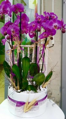 Seramik vazoda 4 dall mor lila orkide  Van online iek gnderme sipari 