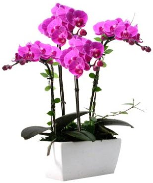 Seramik vazo ierisinde 4 dall mor orkide  Van iek sat 