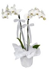 2 dall beyaz orkide  Van gvenli kaliteli hzl iek 
