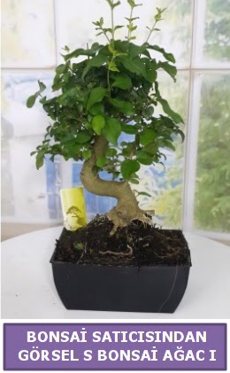 S dal erilii bonsai japon aac  Van iek sat 