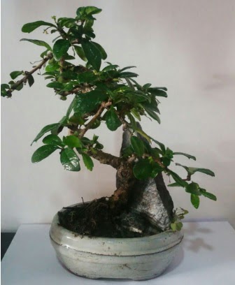 S eklinde ithal bonsai aac  Van iek yolla 