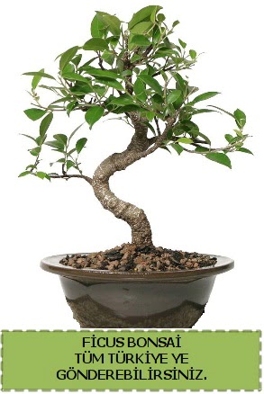 Ficus bonsai  Van iek gnderme sitemiz gvenlidir 