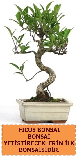 Ficus bonsai 15 ile 25 cm arasndadr  Van iek yolla 