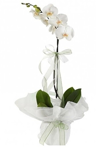 Tekli Beyaz Orkide  Van hediye iek yolla 