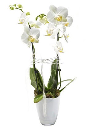 2 dall beyaz seramik beyaz orkide sakss  Van iek gnderme sitemiz gvenlidir 