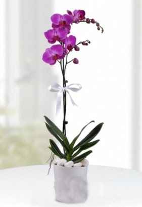 Tek dall saksda mor orkide iei  Van iekiler 